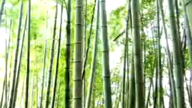 竹